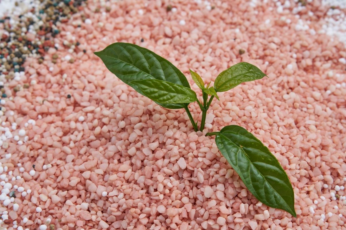 Pile of potash fertilizer on ground with small leafy plant growing out of it.