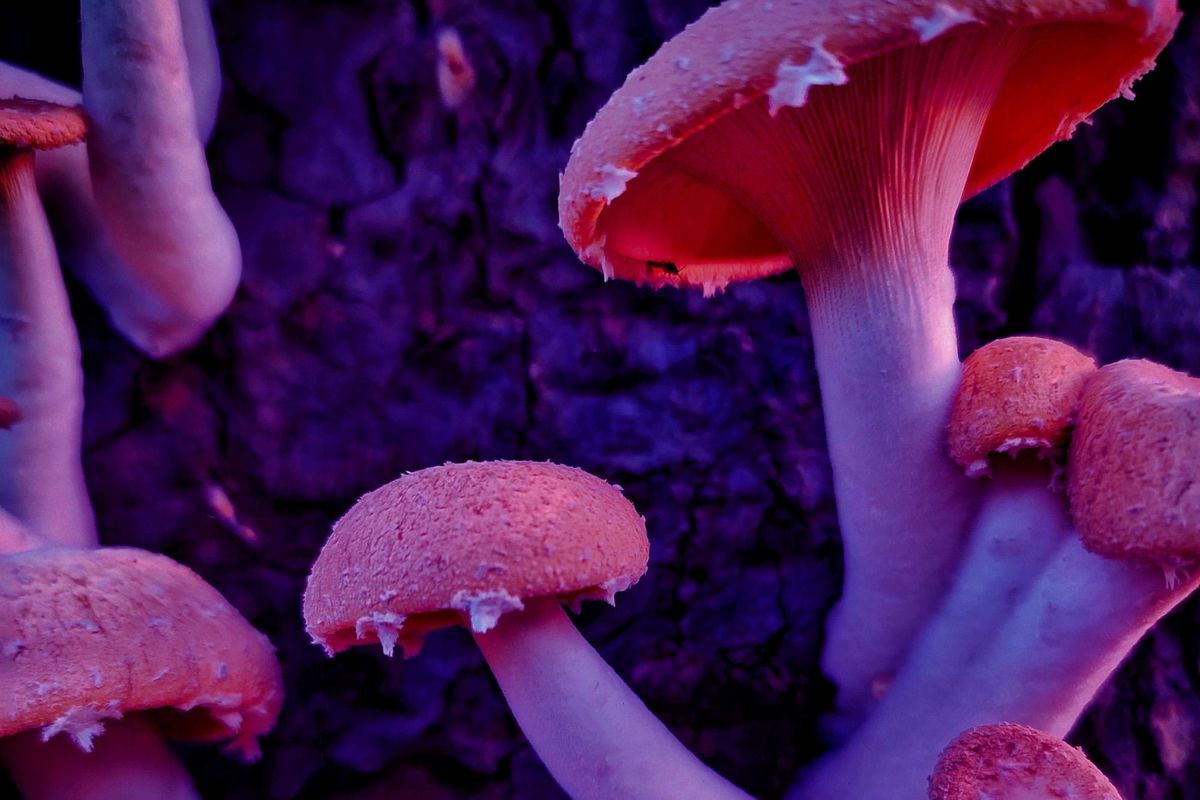pink mushrooms under ultraviolet light
