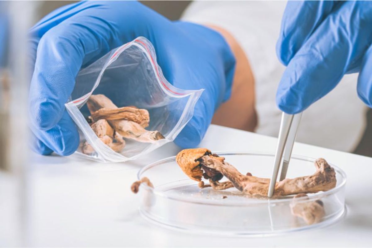 psychedelic drugs being examined in a medical environment