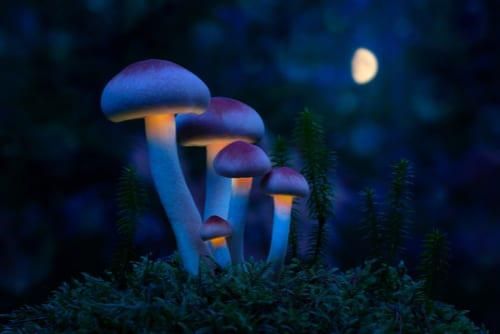 psychedelic mushrooms at night