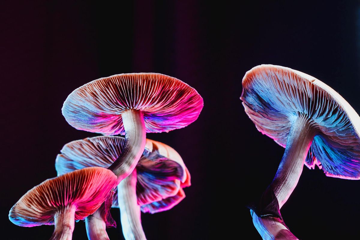 Psychedelic mushrooms lit with colorful light.