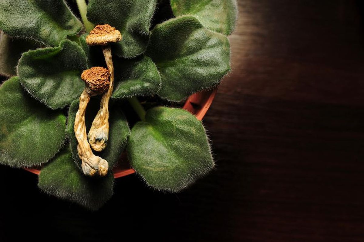 Psychedelic mushrooms on top of potted plant