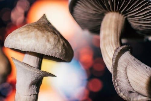 psychedelic mushrooms