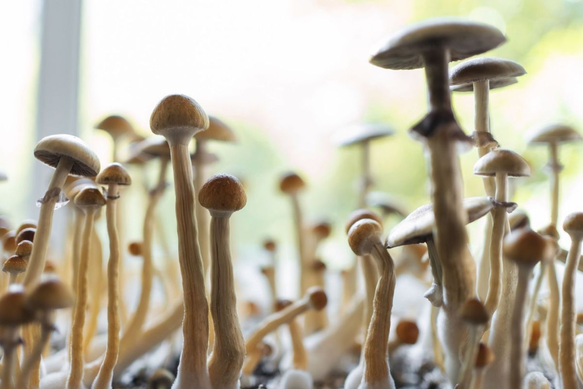 Psychedelic mushrooms.