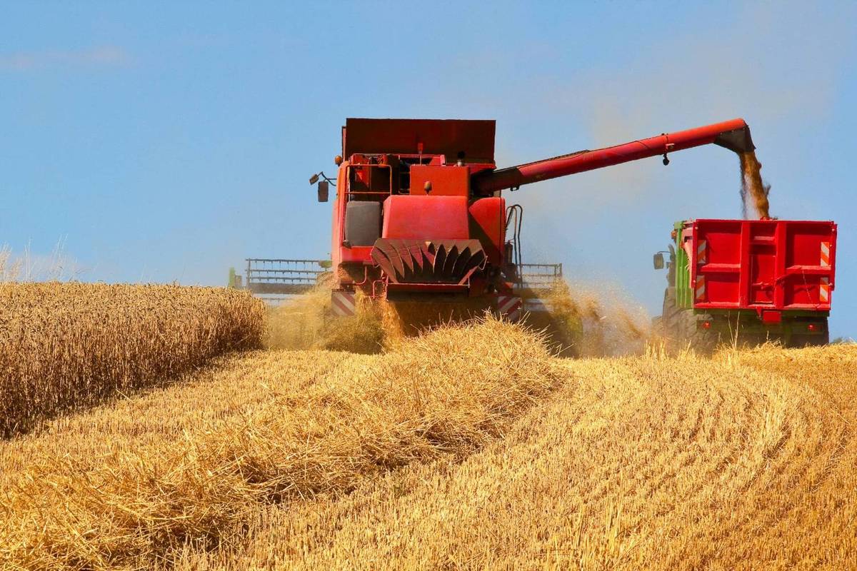 Red combine harvester unloading grain into trailer in a golden wheat field under blue sky.