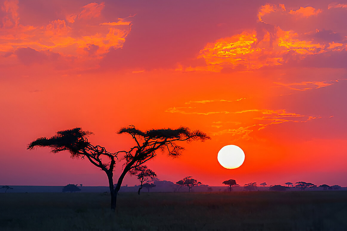 Savana sunrise in Tanzania, Africa.