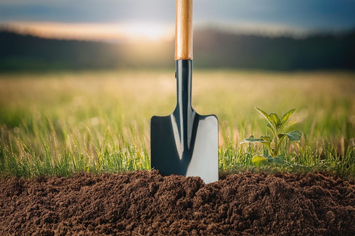 Shovel in soil beside a small green plant in a field at sunrise.