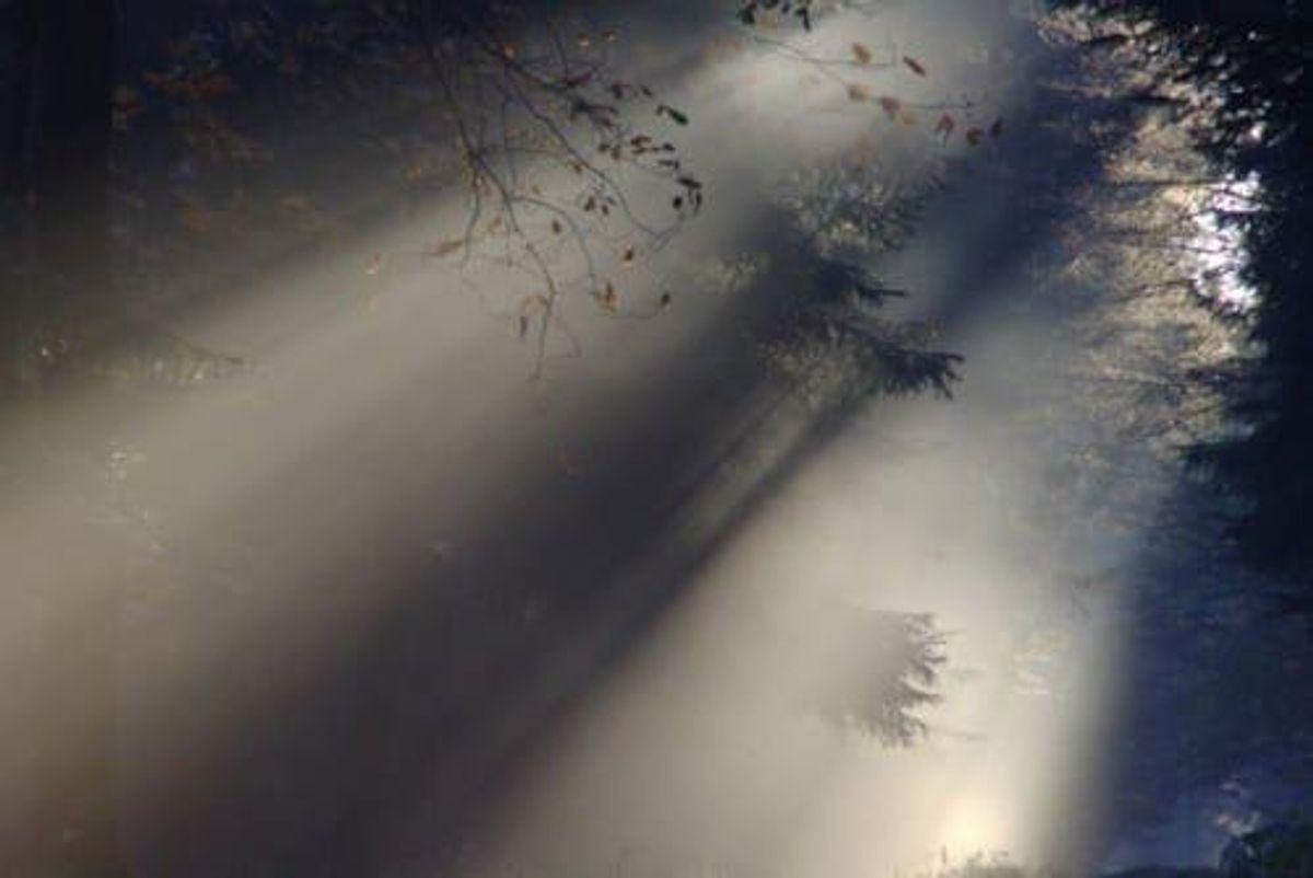 sun streaming through a forest