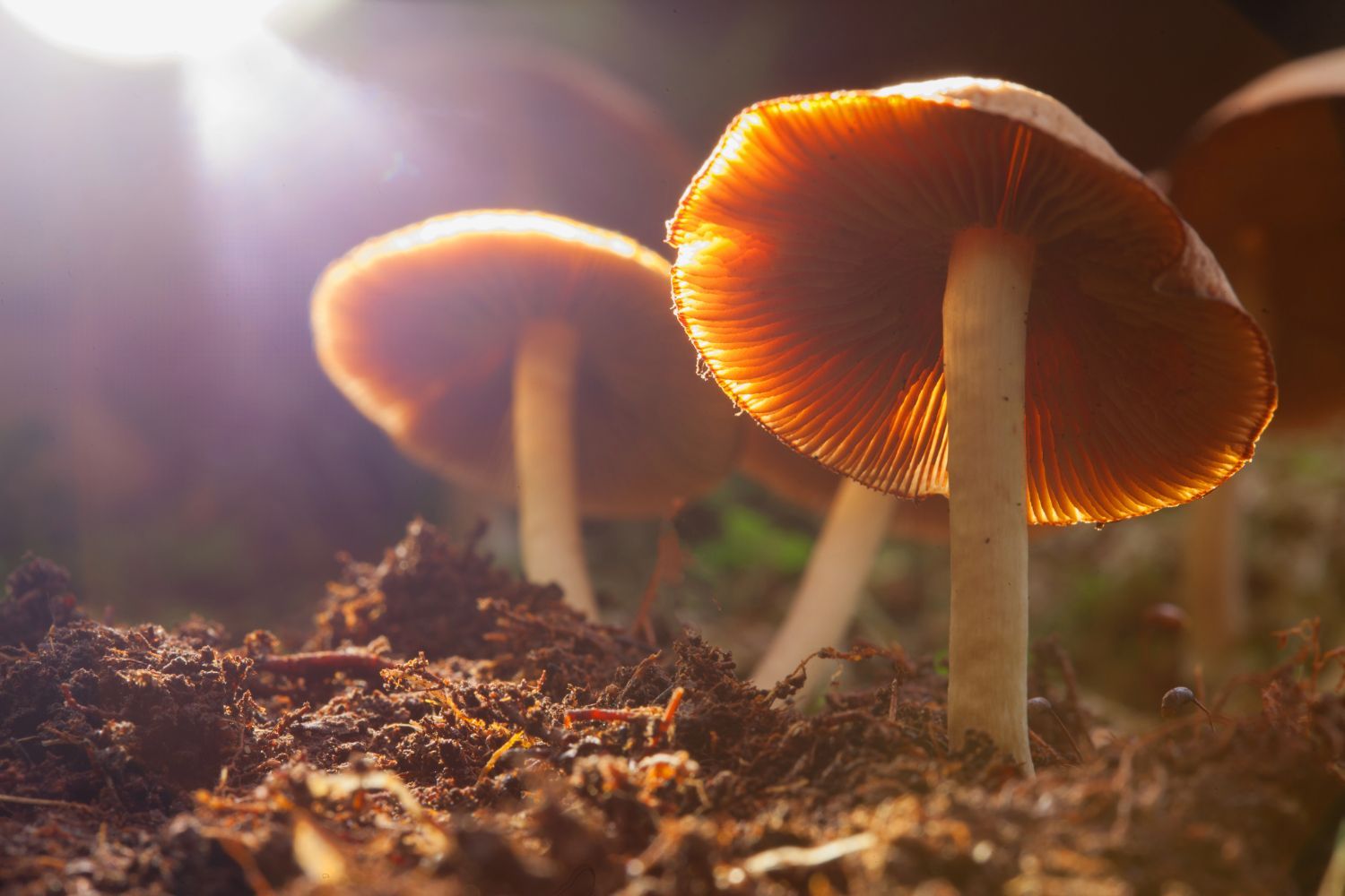 Sunlit mushrooms growing on forest floor, backlit to show vibrant gills and earthy texture.