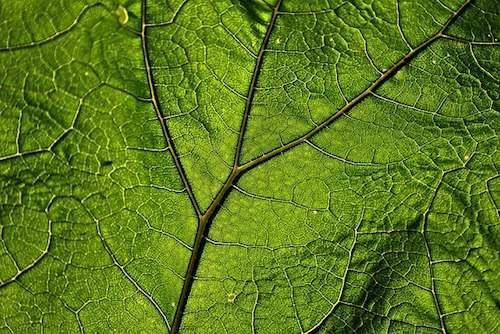 super closeup photo of a leaf