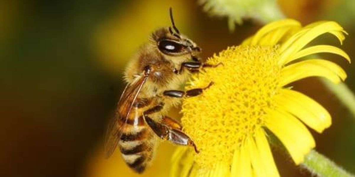 Bee Vectoring Technologies Testing Honey Bee System | INN
