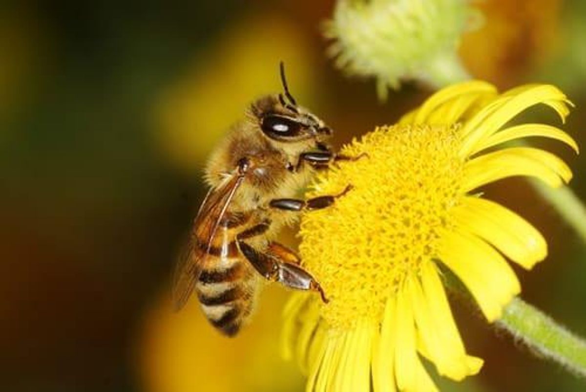 TSXV:BEE