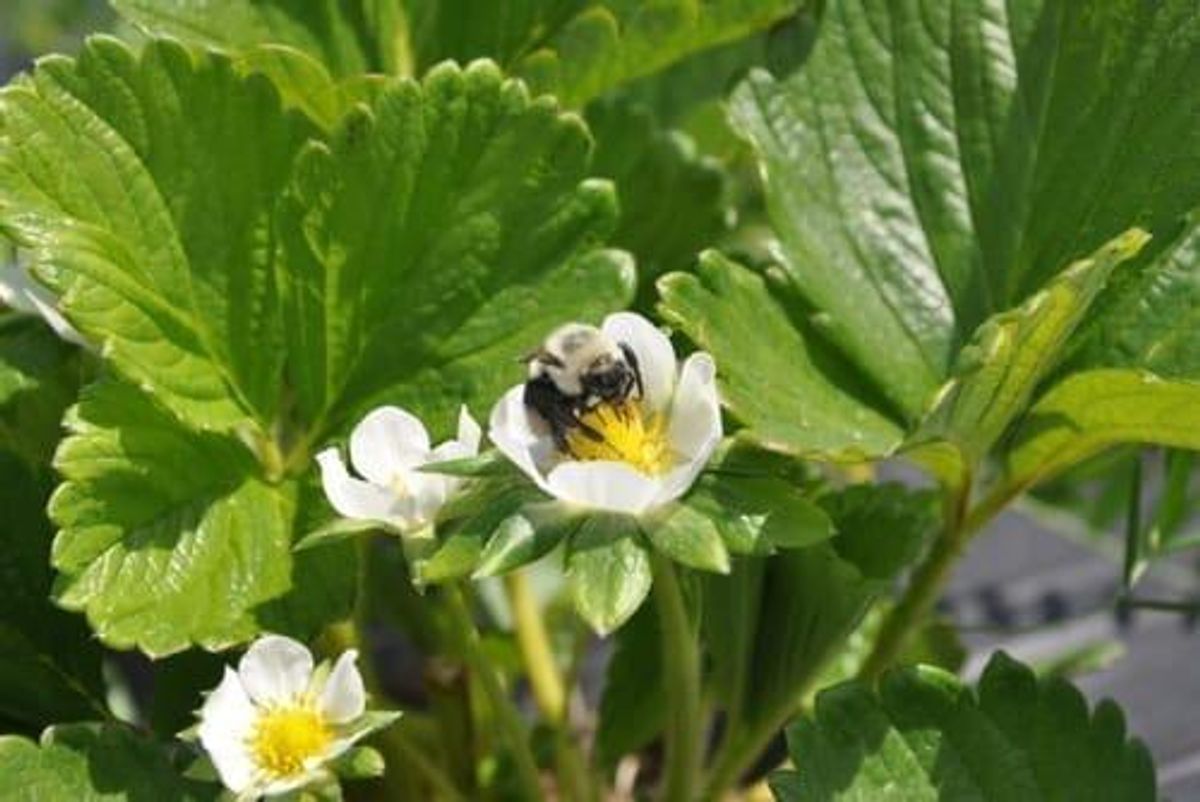 TSXV:BEE