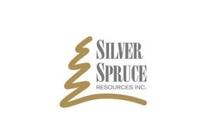 silver spruce