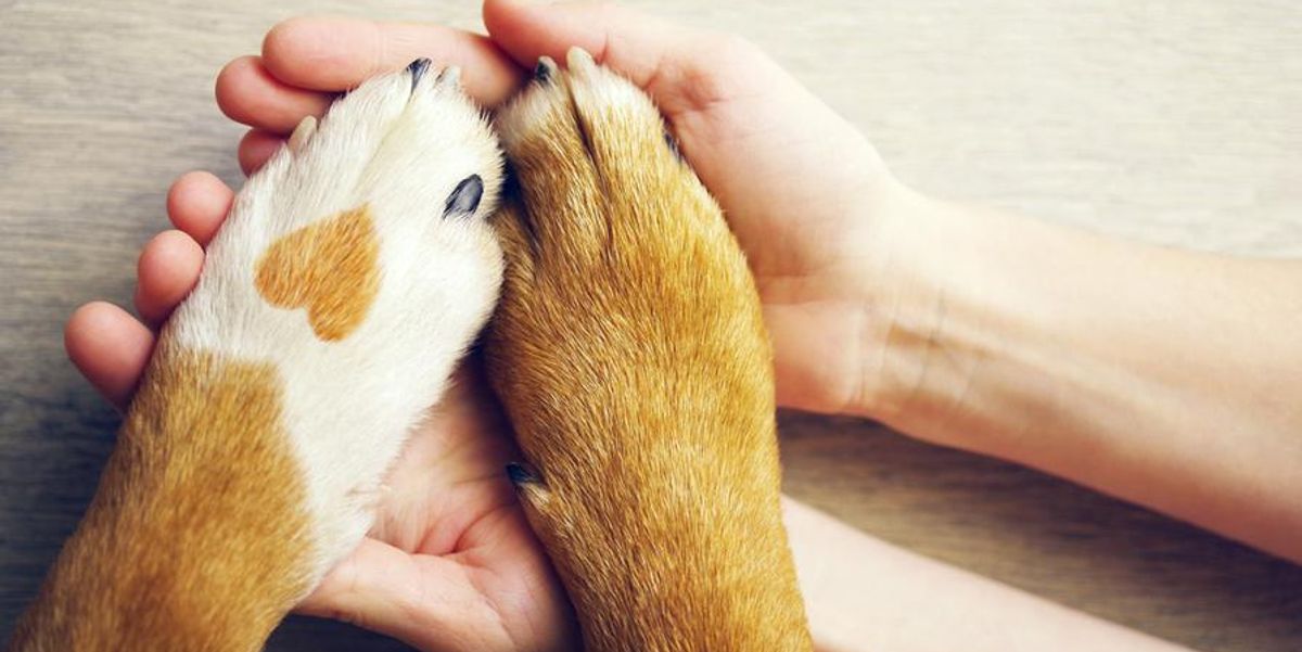 CBD for Animals in Australia CBD for Animals in Australia