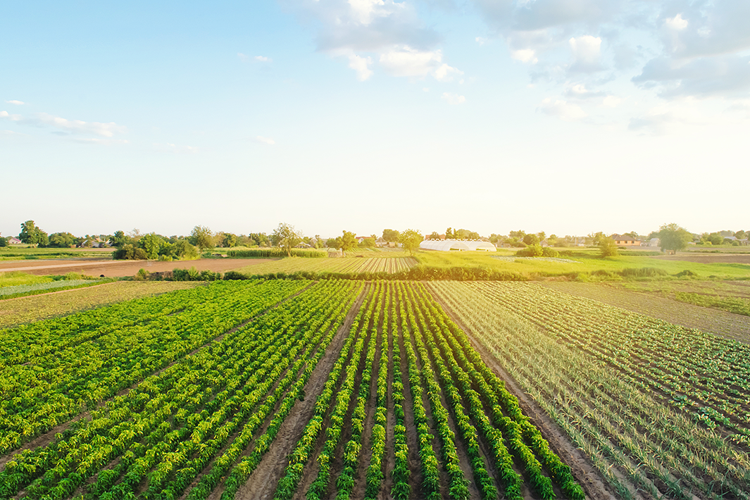 vegetable plantation