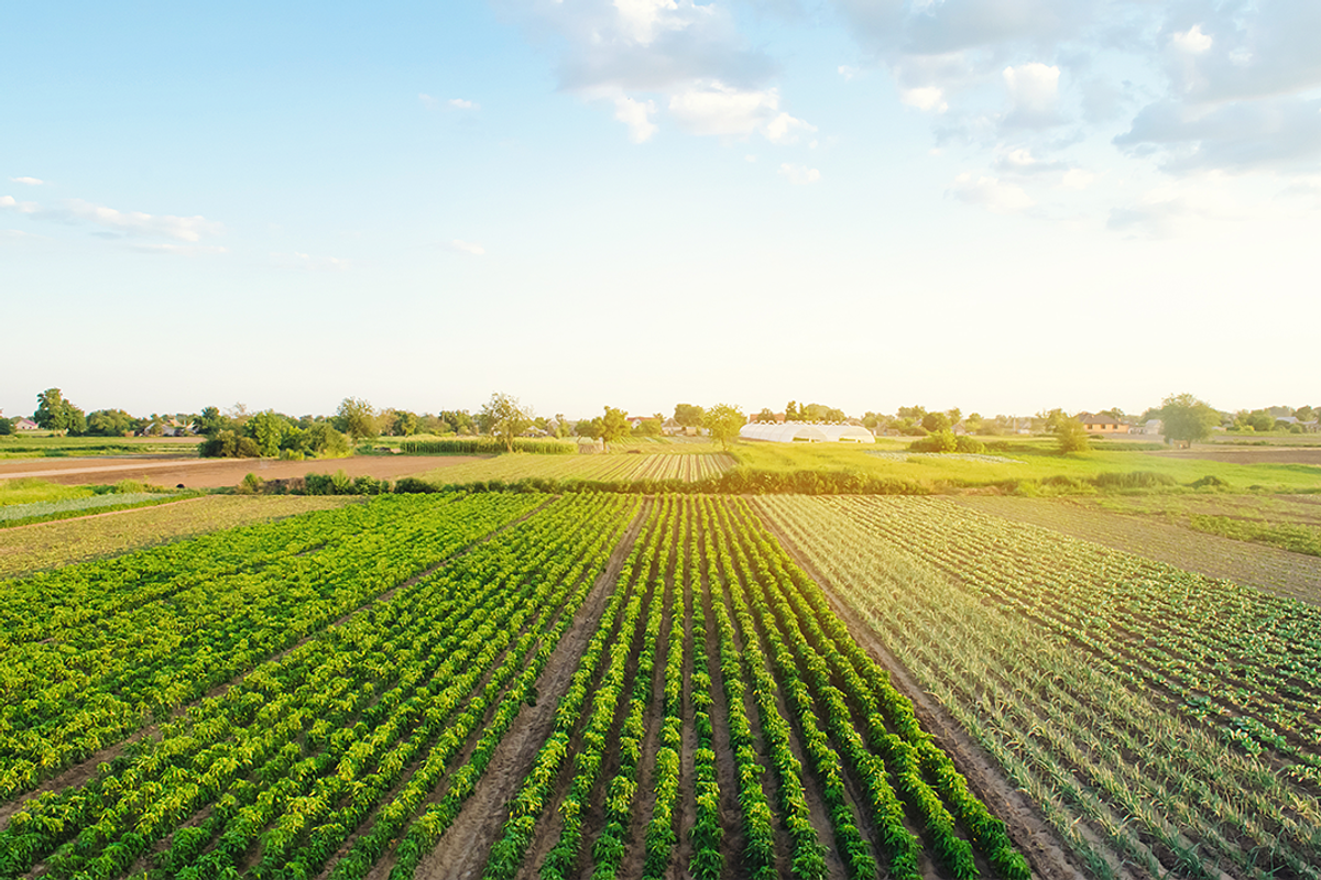 vegetable plantation