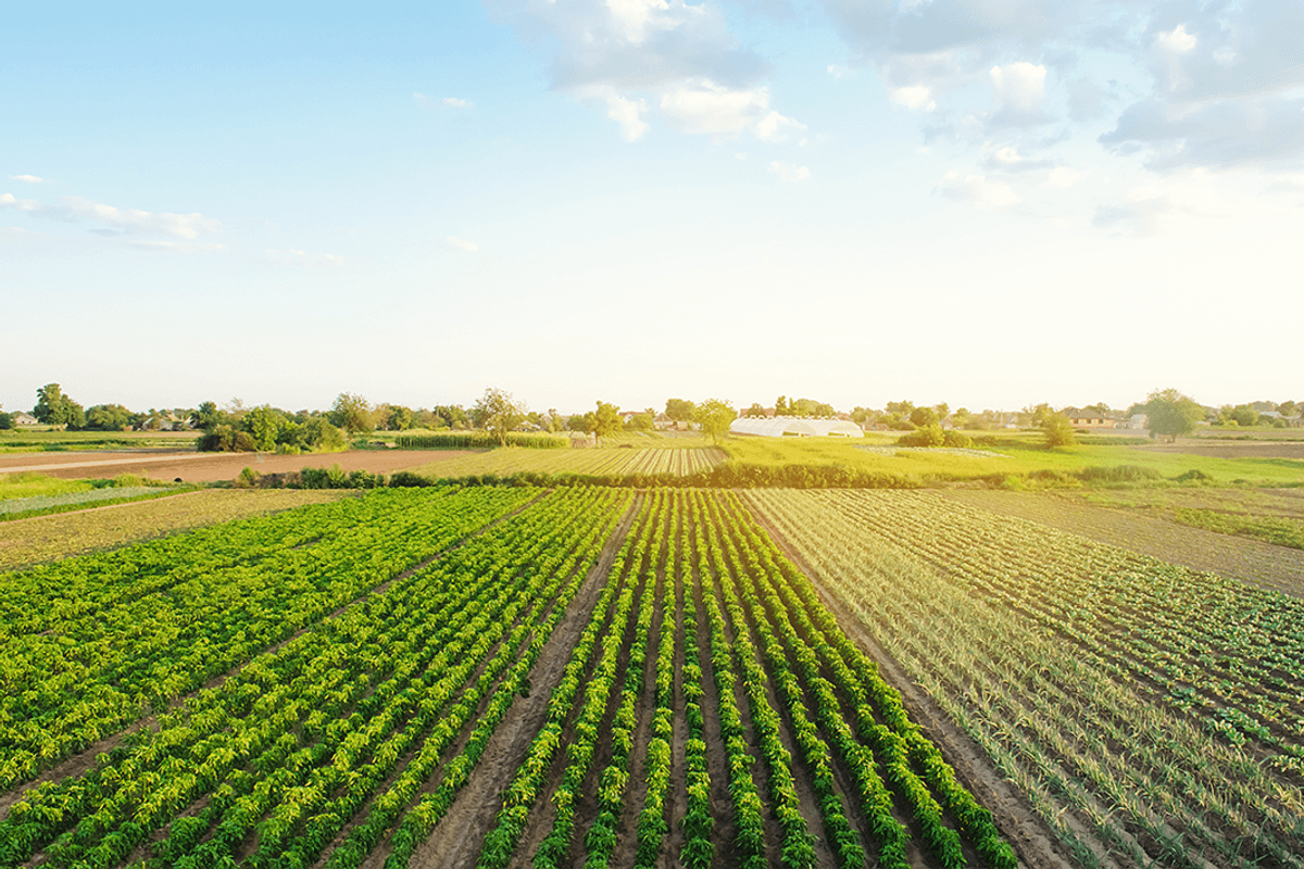 vegetable plantation
