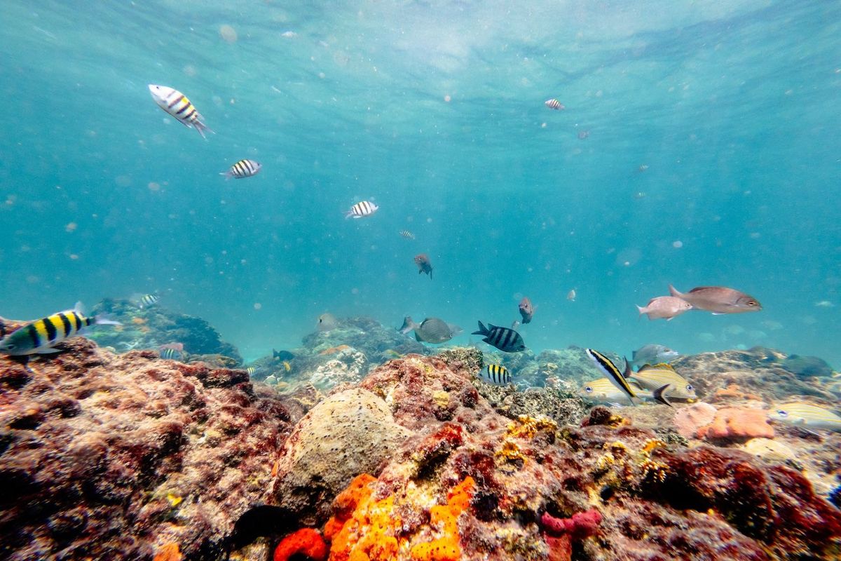 Vibrant coral reef with colorful fish swimming in clear blue water.