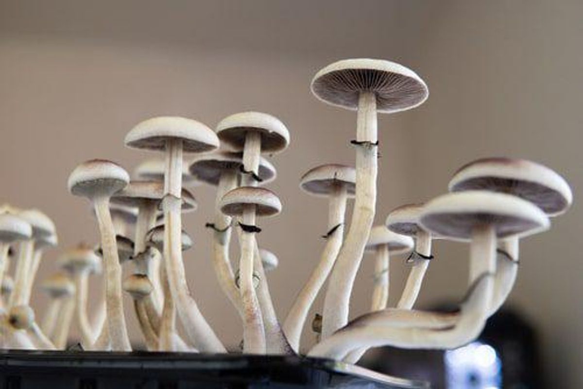 white mushrooms