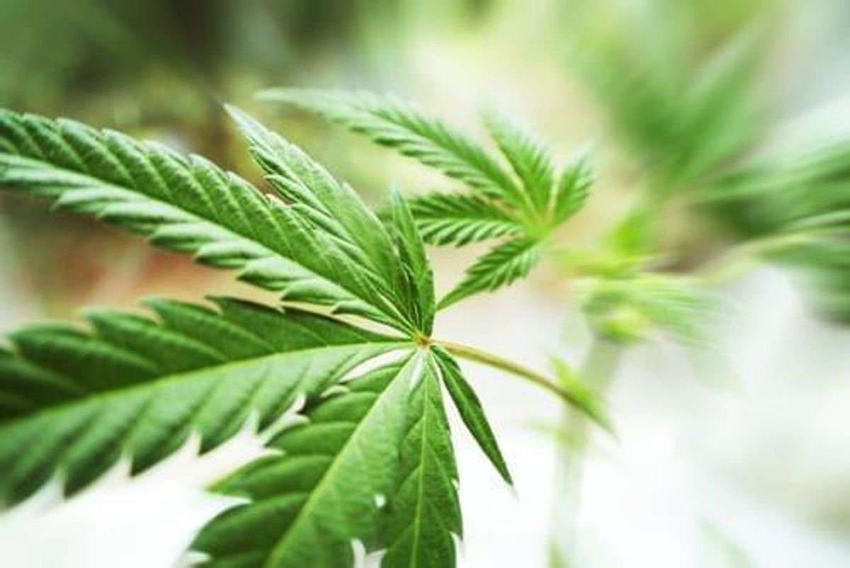 Why “Seed-to-Consumer” Vertically Integrated Cannabis Companies Will Thrive