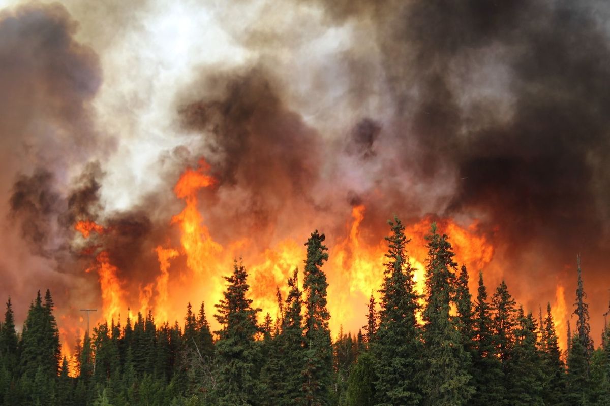 Wildfire burns pine trees.